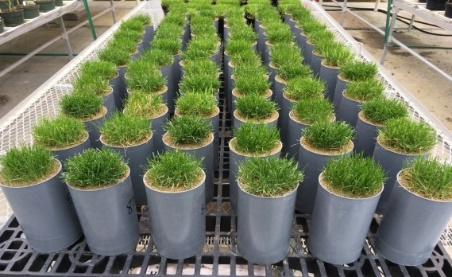 turf-research